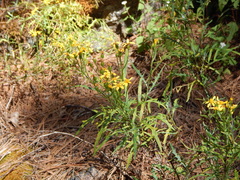 Senecio durangensis atrapiculatus