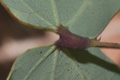 Bauhinia subrotundifolia