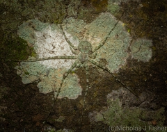 Tamopsis tweedensis