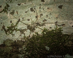 Tamopsis tweedensis