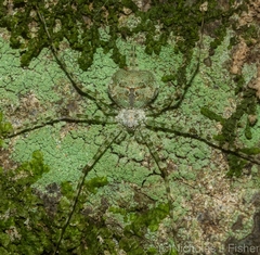 Tamopsis tweedensis