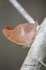 Polyura zoolina