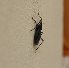 Dipetalogaster maximus