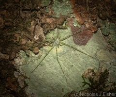 Tamopsis tweedensis