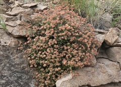 Eriogonum jamesii