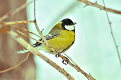 Parus major