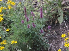 Agastache pallidiflora