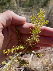 Baccharis pteronioides