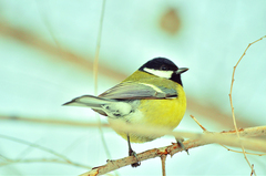 Parus major