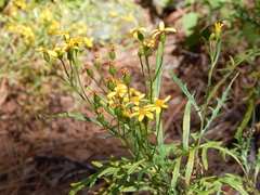 Senecio durangensis atrapiculatus
