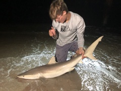 Carcharhinus acronotus