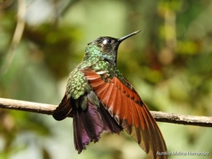 Garnet-Throated Hummingbird photo 5