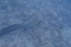 Gymnothorax castaneus