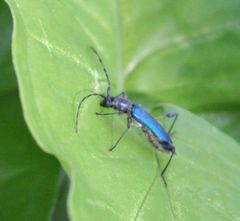 Brachysarthron inerme