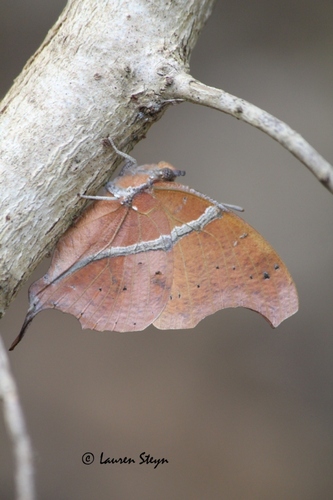 Club-tailed Squire