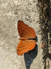 Pseudergolis wedah