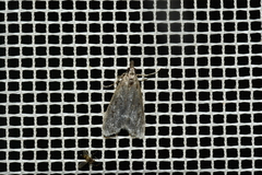 Hypena humuli