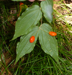 Prosartes lanuginosa