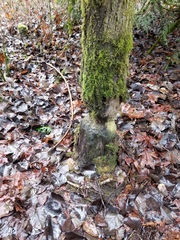 Castorimorpha
