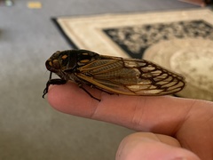 Macrotristria angularis