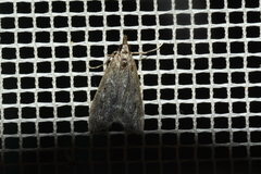 Hypena humuli