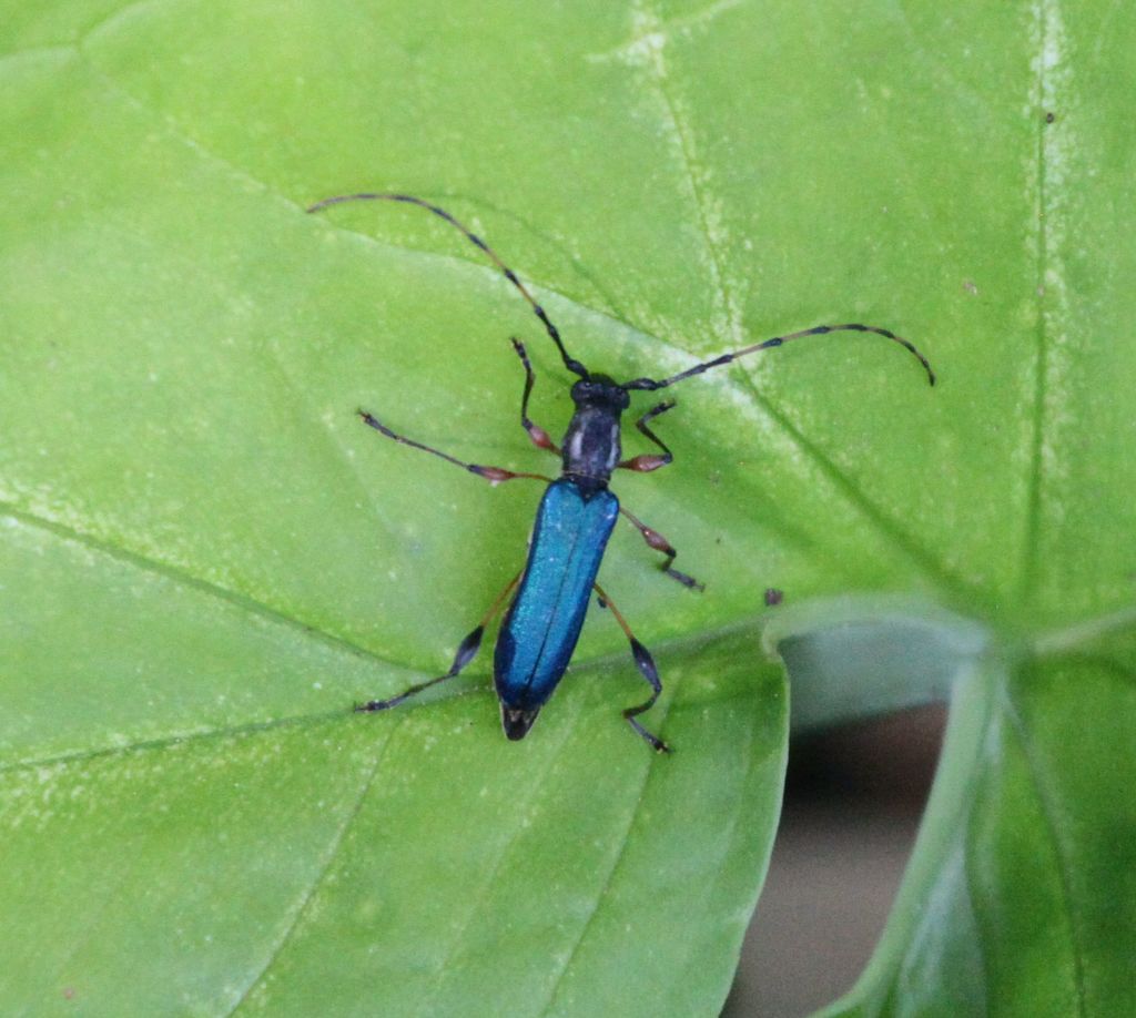 Brachysarthron