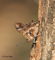 Charaxes jahlusa argynnides
