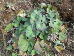 Petasites tricholobus