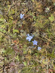 Lomatogonium carinthiacum
