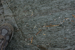 Themisto libellula