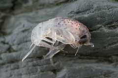 Themisto libellula