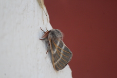 Hemileuca rubridorsa
