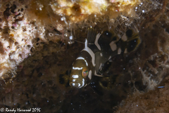 Epinephelus maculatus