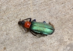 Prionocerus coeruleipennis
