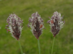 Alopecurus magellanicus