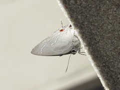 Strephonota ambrax