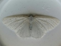 Protitame virginalis