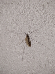 Ischnotoma