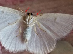 Protitame virginalis