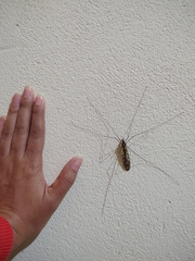 Ischnotoma