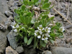 Draba subcapitata