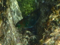 Thalassoma hebraicum