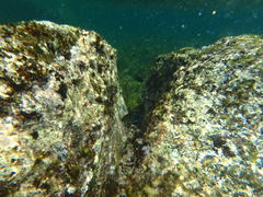 Thalassoma hebraicum