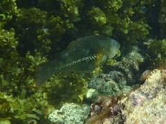 Leptoscarus vaigiensis