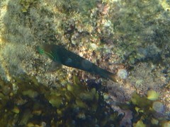 Thalassoma hebraicum