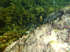 Leptoscarus vaigiensis