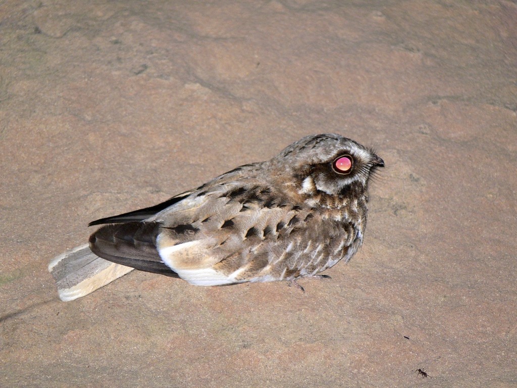 White-winged Nightjar photo