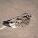 White-winged Nightjar - Photo (c) Michelle Martin, some rights reserved (CC BY-NC), uploaded by Michelle Martin