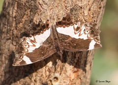 Neptidopsis fulgurata platyptera