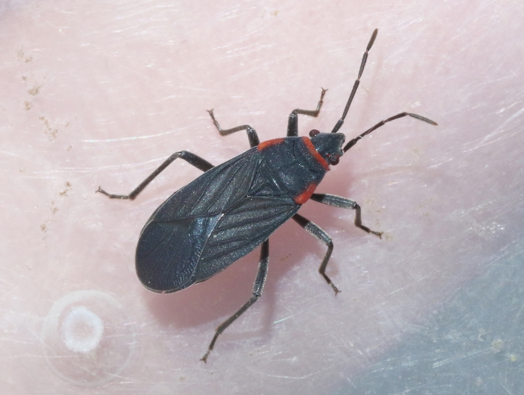 Melacoryphus rubicollis
